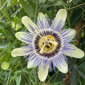 Meet your Posher, Martha